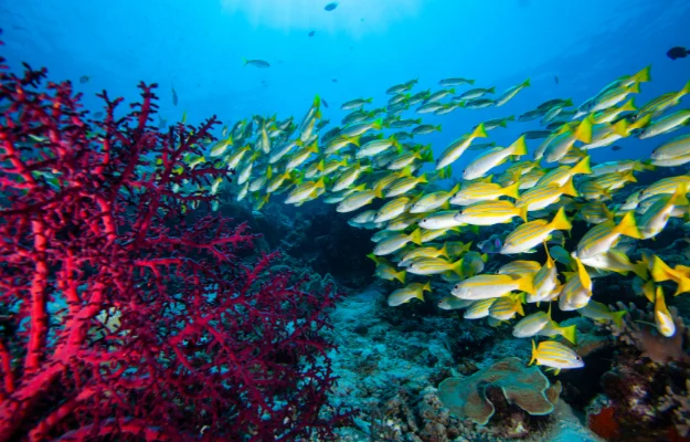 tropical fishes Local Wildlife Encounters_ Expectations for Your Kayaking Trip Experience the Ultimate Kayaking Tour in Antigua body