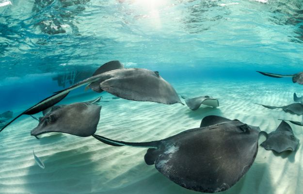 Swim with Stingrays at Stingray City top 10 things to do in antigua body