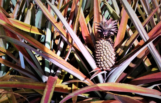 Close up views of black pineapples growing in Antigua in the Caribbean best 2024 food guide rockadventures body