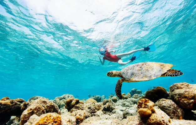 Girl Snorkeling with Sea Turtle Visiting Nelsons Dockyard Antigua rockadventures blog body Nearby Beaches and Natural Wonders